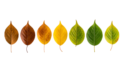 Leaves arranged horizontally, showcasing a gradient from green to brown with a black background