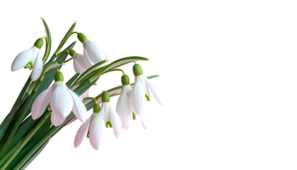 Delicate cluster of snowdrop flowers with white petals and green stems against black