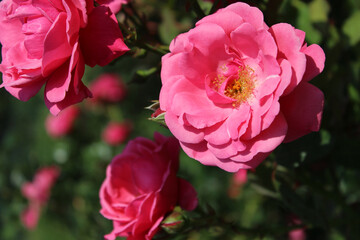 pink rose flower. Dark background with a bright pink rose bud in a summer garden. Beautiful natural background. Delicate petals. Fragrant rose bud in close-up. pink rose in garden.