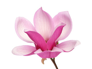 Obraz premium pink magnolia flower isolated on white background