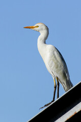 Western Cattle Egret Perched on a Metal Roof in Rural Cape Limassol, Cyprus
