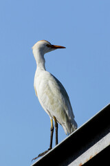 Western Cattle Egret Perched on a Metal Roof in Rural Cape Limassol, Cyprus