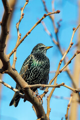 Étourneau Sansonnet posé sur une branche dans un arbre