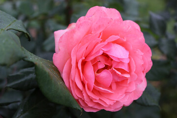 Dark background with a bright pink rose bud in a summer garden. Beautiful natural background. Delicate petals. Fragrant rose bud in close-up. pink rose in garden.