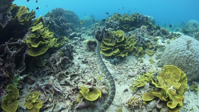 A Banded sea krait, Laticauda semifasciata, swims over the rocky reef at Pulau Serua in the Banda Sea, Indonesia. This remote island harbors aggregations of these venomous yet docile sea snakes.