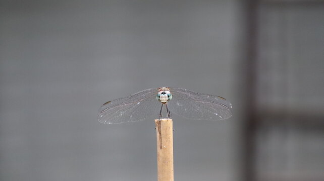 front view of a dragonfly on a branch