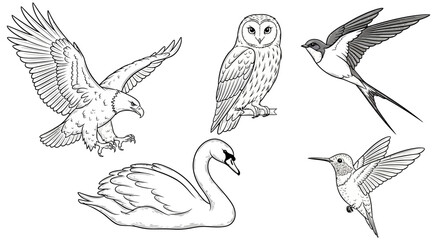 Line art illustration of five different bird species.