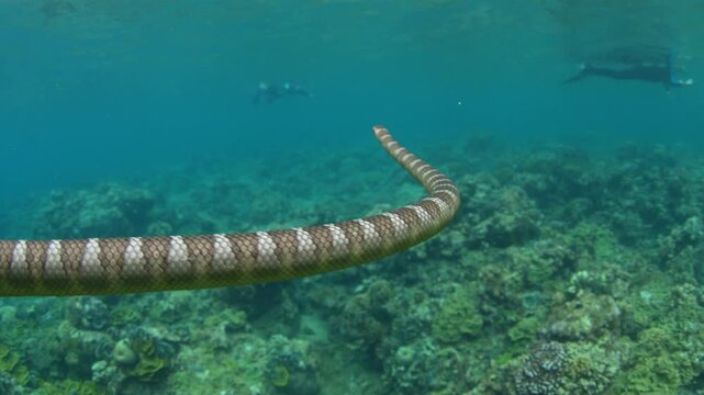 A Banded sea krait, Laticauda semifasciata, swims over the rocky reef at Pulau Serua in the Banda Sea, Indonesia. This remote island harbors aggregations of these venomous yet docile sea snakes.