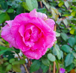 flowers and feelings