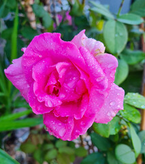 flowers and feelings