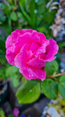 flowers and feelings