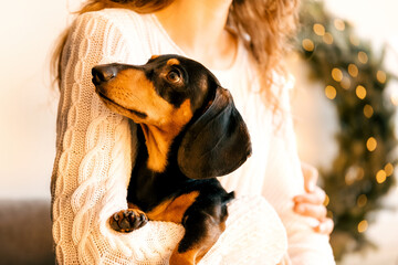 beautiful curly girl in a white sweater with dark hair sits on an armchair and holds a black dachshund in her arms. portrait on the background of New Year's decor and a white window