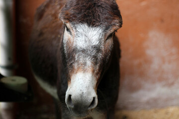 Fototapeta premium Beautiful donkey in the Kaisertal valley of Tirol, Austria, showcasing the charm of local farm life amidst stunning natural scenery