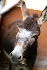 Donkey resting inside a barn in Kaisertal, Tirol, capturing a peaceful moment in Austria's rural life at midday