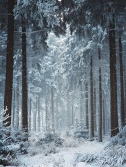 frozen winter forest with snow covered trees coniferous spruce branch outdoor no logos no brands ar 34