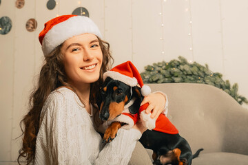 female hands dress a santa claus costume on a dog. new year clothes for pets.