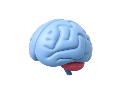 3d rendering of a human brain isolated on transparent background