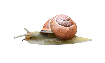 A grove snail isolated on the transparent background © abentson
