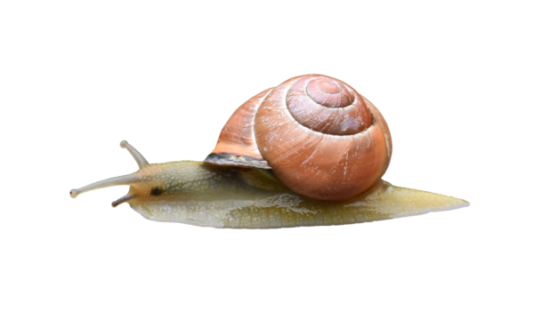 A grove snail isolated on the transparent background