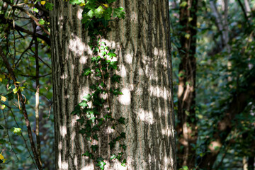 Fototapeta premium gros plan tronc d'arbre