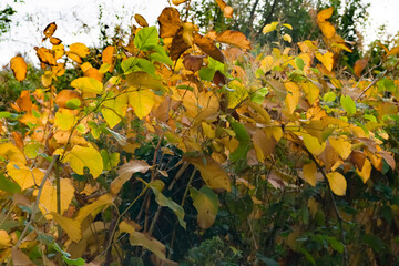feuillage d'automne d'une haie