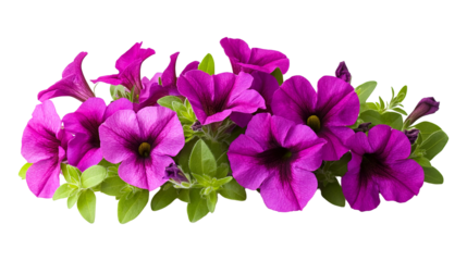 Purple petunia flowers isolated on a transparent white background, clipping path