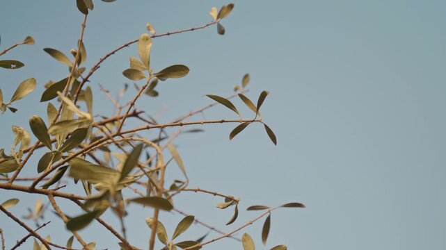 Ulivo visto dal basso con il cielo di sfondo