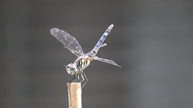 dragonfly close up on a bamboo