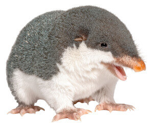 A Close-Up View of a Unique Small Mammal Known for Its Distinctive Appearance, Habitat Preferences, and Dietary Habits in a Nocturnal Lifestyle isolated on transparent background