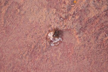 Bird poop on the floor close up