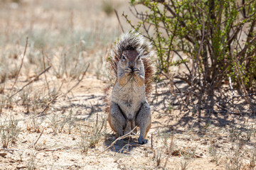 Cape Ground Squirrel standing and eating in the South African bush