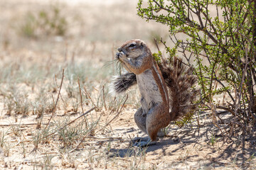 Cape Ground Squirrel eating grass whilst standing next to a bush in the desert