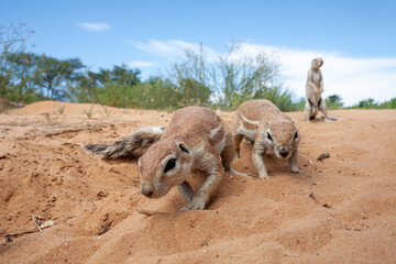 Two Cape Ground Squirrels looking for food