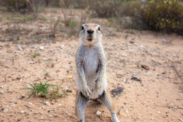 Cape Ground Squirrel standing alert in the South African bush