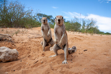 Two Cape Ground Squirrels standing on sand looking at the camera