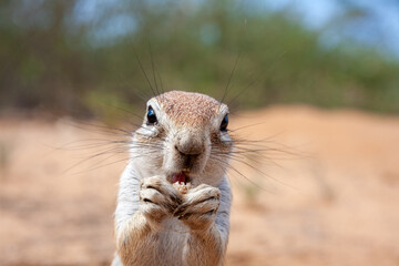 Cape Ground Squirrel eating