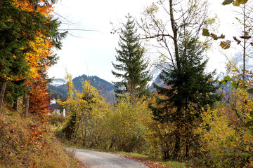 Idyllic autumn road leading through a mountain forest with vibrant fall foliage and evergreen trees. A small house sits nestled in the background beneath the Alpine peaks on a cloudy day.
