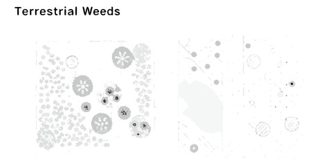 Abstract top down view of terrestrial weeds and plant life rendered in grayscale tones © Partha