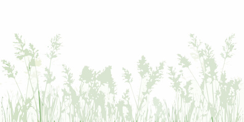 Delicate silhouette of tall grass stems and seed heads against a bright white background