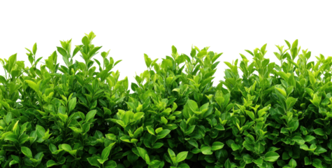 Lush Green Foliage isolated on transparent background Showcasing the Vibrant Leaves of a Healthy Shrub, Perfect for Natural Scenery and Botanical Illustrations