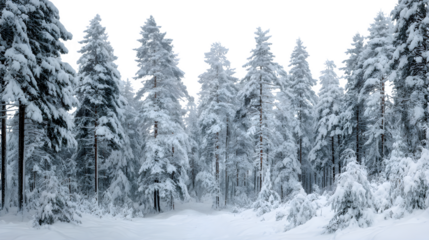 Pine forest after fresh snowfall, branches heavy and bent, soft ambient light and hushed stillness, isolated on white background