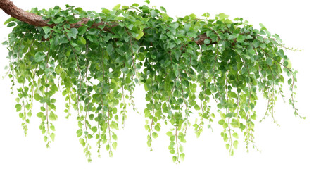 A Lush Green Hanging Plant Branch with Cascading Varieties of Leaves in Various Shapes and Sizes  isolated on transparent background © Kust
