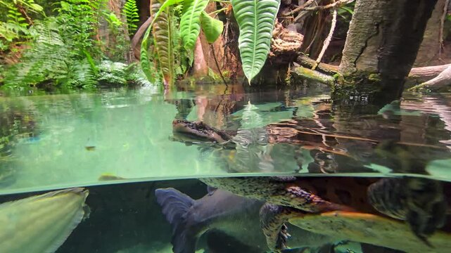 Footage of turtle swimming in a tank at the National Aquarium in Baltimore Maryland USA