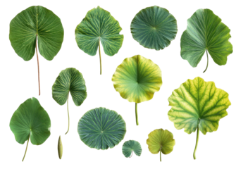 A Captivating Collection of Varied Lotus Leaves Showcasing Different Shapes, Colors, and Textures  isolated on transparent background