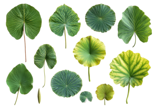 A Captivating Collection of Varied Lotus Leaves Showcasing Different Shapes, Colors, and Textures  isolated on transparent background