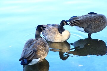 Canada goose relaxing in the river