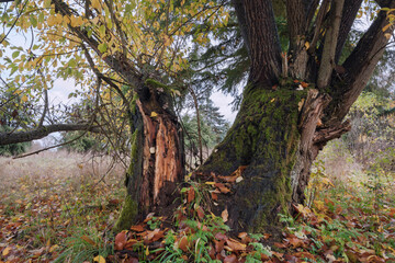 Was für eine Farbenpracht im Herbst, Bäume im Oktober herrlich