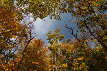 Fototapeta premium Was für eine Farbenpracht im Herbst, Bäume im Oktober herrlich