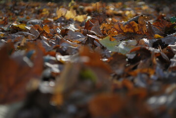 macro shot of yellow fallen autumn leaves near ground level, warm sunlight and fine natural texture