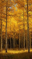 Obraz premium A dazzling display of golden and bright yellow aspen foliage filling a dense autumn forest landscape under the warm afternoon sun ,outdoors ,plants ,natural